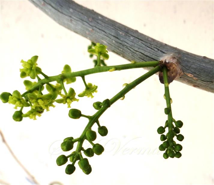  Female Inflorescences